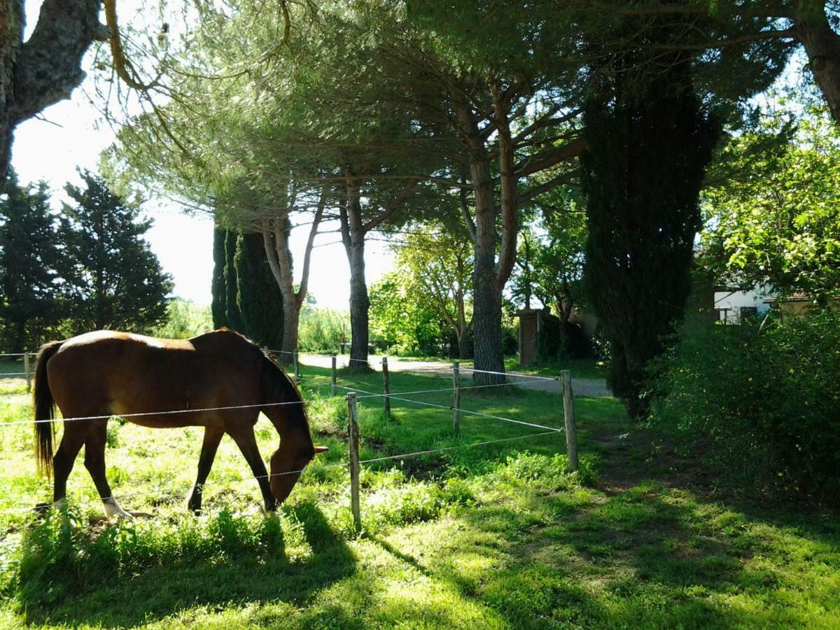 Agriturismo Piana Arborello Hotel Magliano in Toscana Luaran gambar